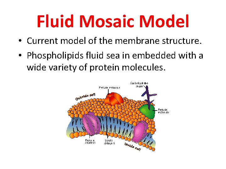 Fluid Mosaic Model • Current model of the membrane structure. • Phospholipids fluid sea