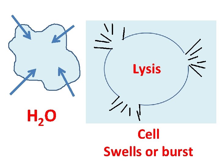 Lysis H 2 O Cell Swells or burst 