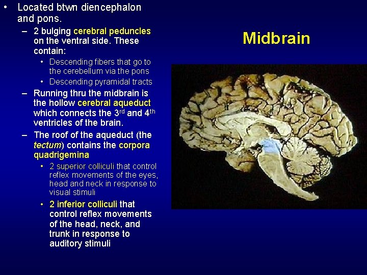  • Located btwn diencephalon and pons. – 2 bulging cerebral peduncles on the