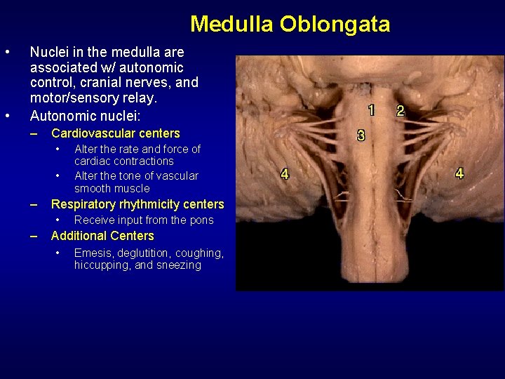 Medulla Oblongata • • Nuclei in the medulla are associated w/ autonomic control, cranial