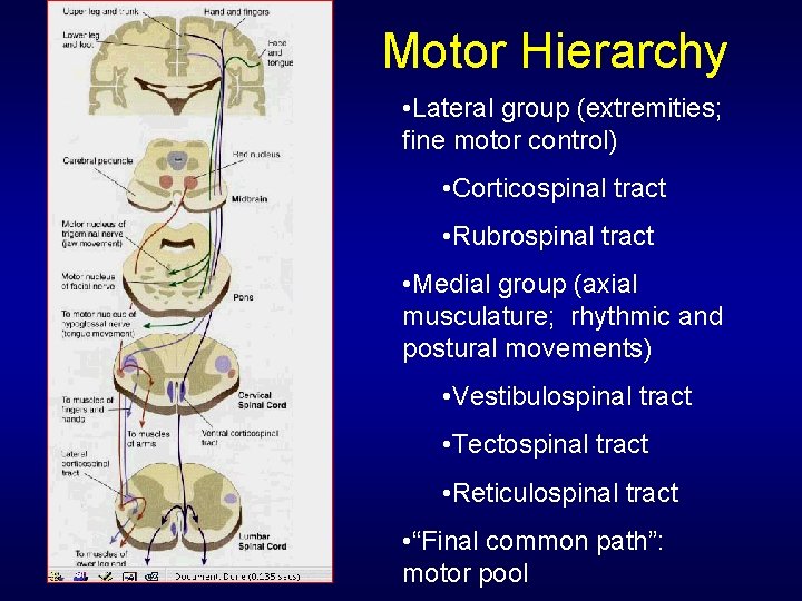 Motor Hierarchy • Lateral group (extremities; fine motor control) • Corticospinal tract • Rubrospinal
