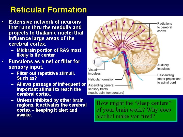 Reticular Formation • Extensive network of neurons that runs thru the medulla and projects