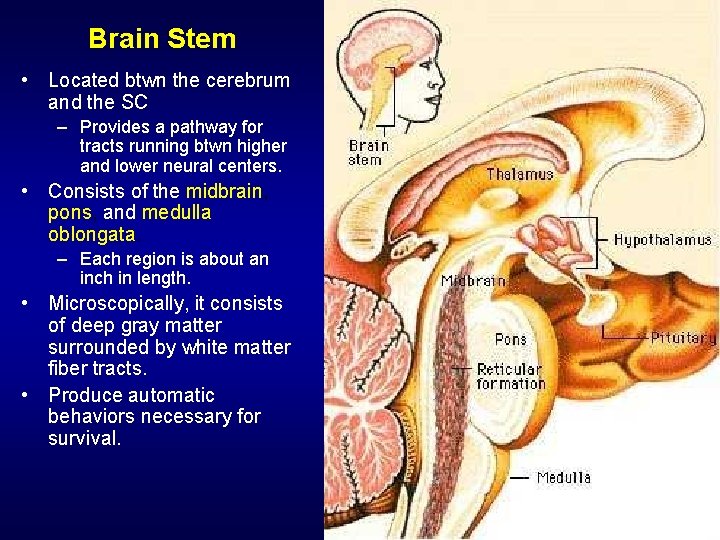 Brain Stem • Located btwn the cerebrum and the SC – Provides a pathway