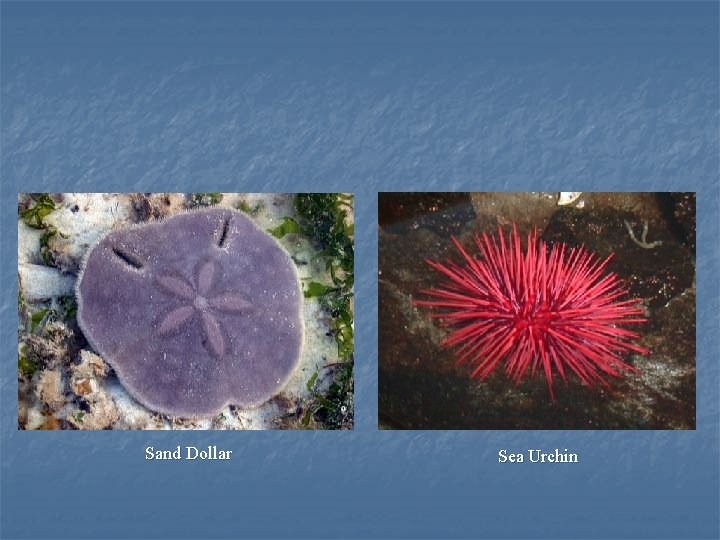 Sand Dollar Sea Urchin 