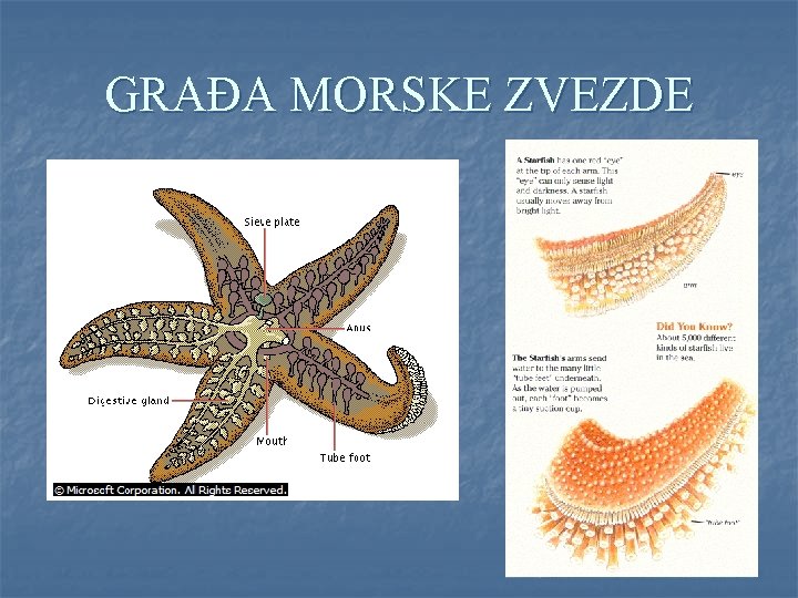 GRAĐA MORSKE ZVEZDE 