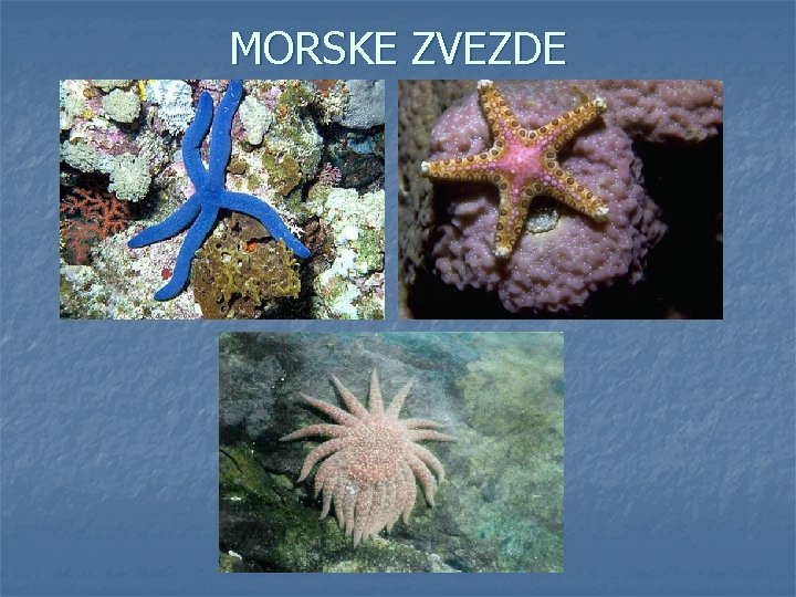 MORSKE ZVEZDE 