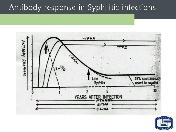 Antibody response in Syphilitic infections 