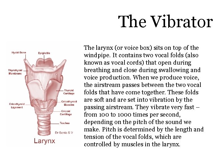 The Vibrator The larynx (or voice box) sits on top of the windpipe. It