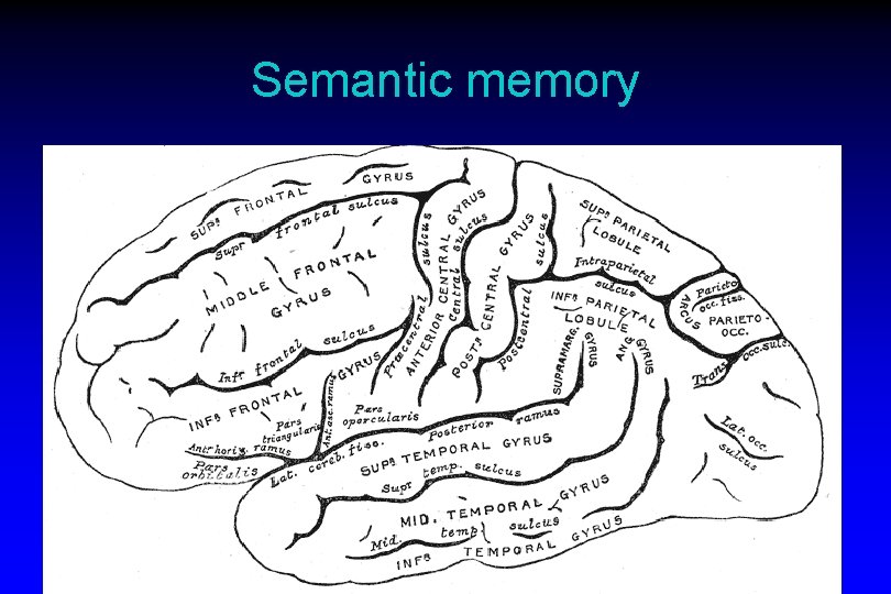 Semantic memory  Semantic memory