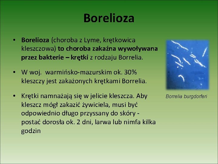 Borelioza • Borelioza (choroba z Lyme, krętkowica kleszczowa) to choroba zakaźna wywoływana przez bakterie