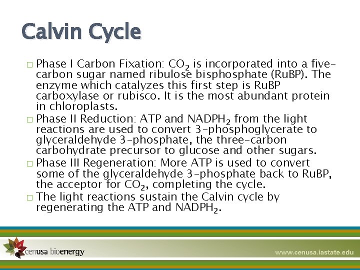 Calvin Cycle Phase I Carbon Fixation: CO 2 is incorporated into a fivecarbon sugar
