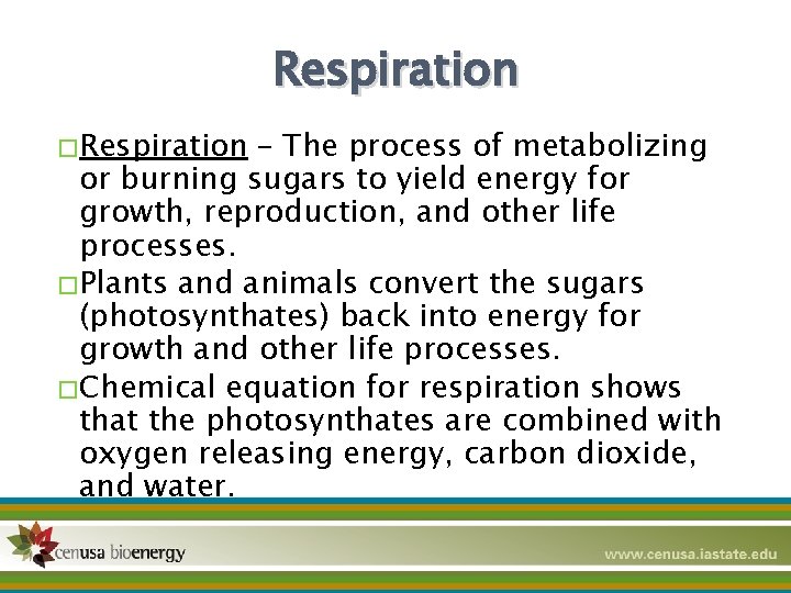 Respiration � Respiration – The process of metabolizing or burning sugars to yield energy