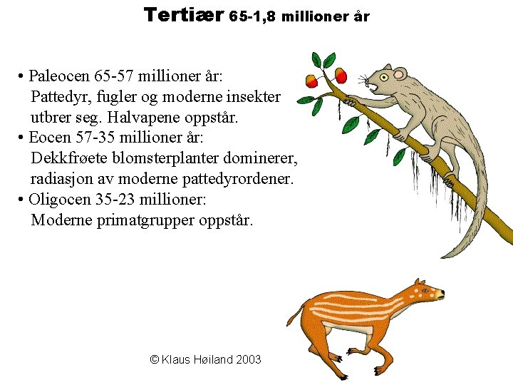 Tertiær 65 -1, 8 millioner år • Paleocen 65 -57 millioner år: Pattedyr, fugler