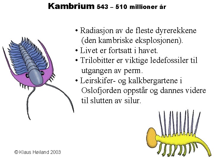 Kambrium 543 – 510 millioner år • Radiasjon av de fleste dyrerekkene (den kambriske