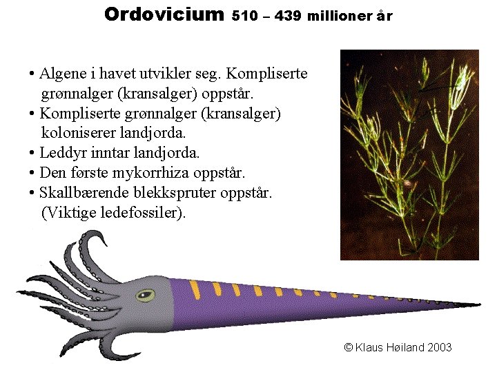 Ordovicium 510 – 439 millioner år • Algene i havet utvikler seg. Kompliserte grønnalger