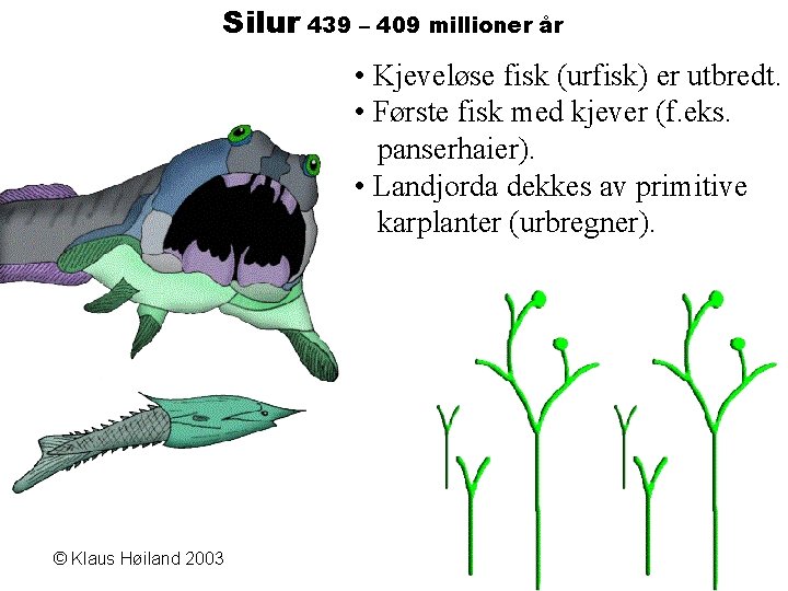 Silur 439 – 409 millioner år • Kjeveløse fisk (urfisk) er utbredt. • Første