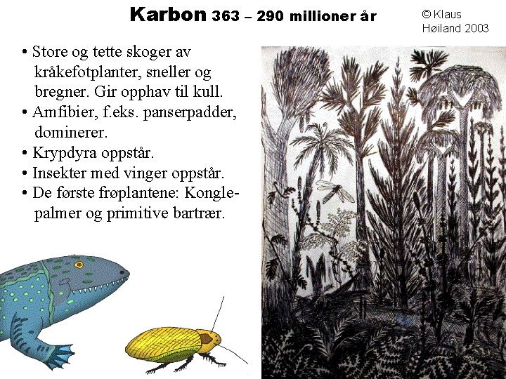 Karbon 363 – 290 millioner år • Store og tette skoger av kråkefotplanter, sneller