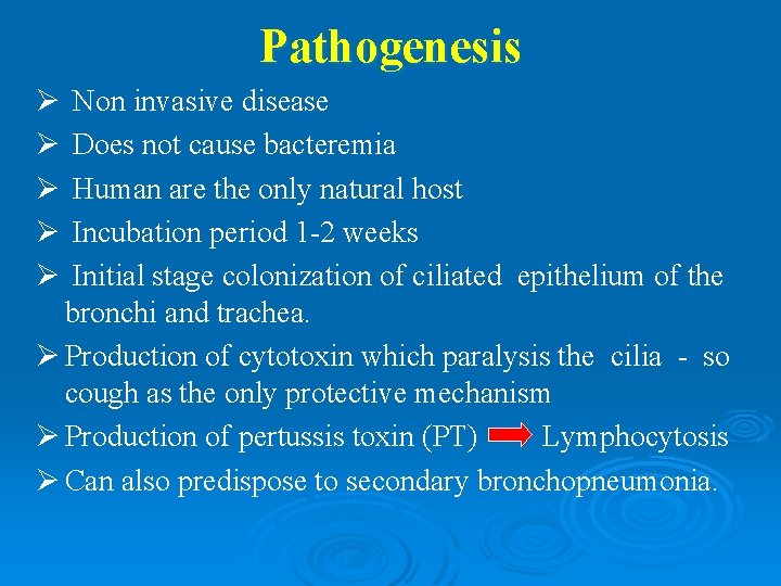 Pathogenesis Ø Ø Ø Non invasive disease Does not cause bacteremia Human are the