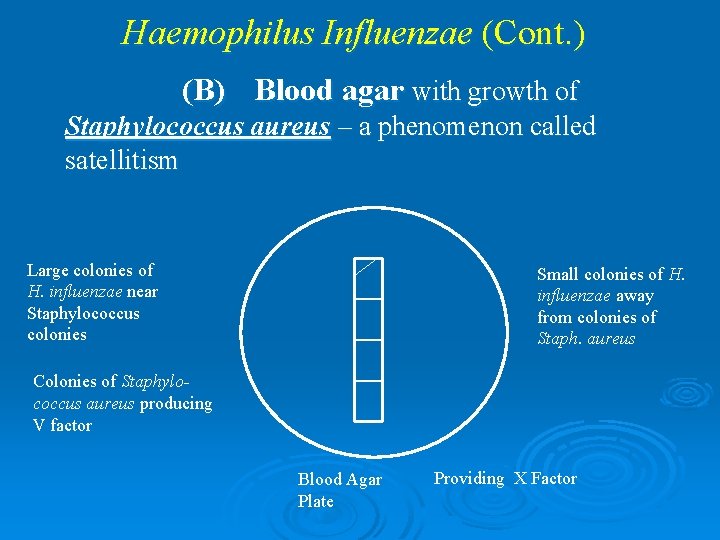 Haemophilus Influenzae (Cont. ) (B) Blood agar with growth of Staphylococcus aureus – a