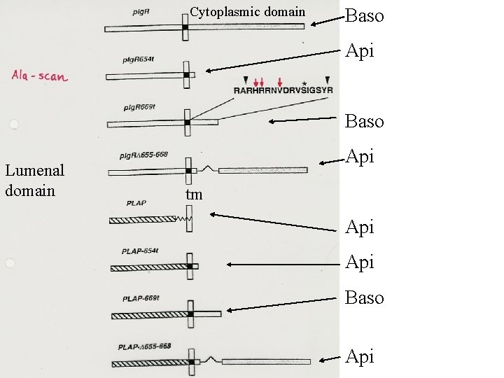 Cytoplasmic domain Baso Api Baso Lumenal domain Api tm Api Baso Api 