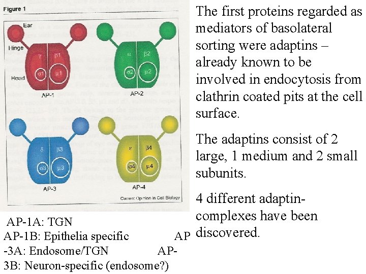 The first proteins regarded as mediators of basolateral sorting were adaptins – already known