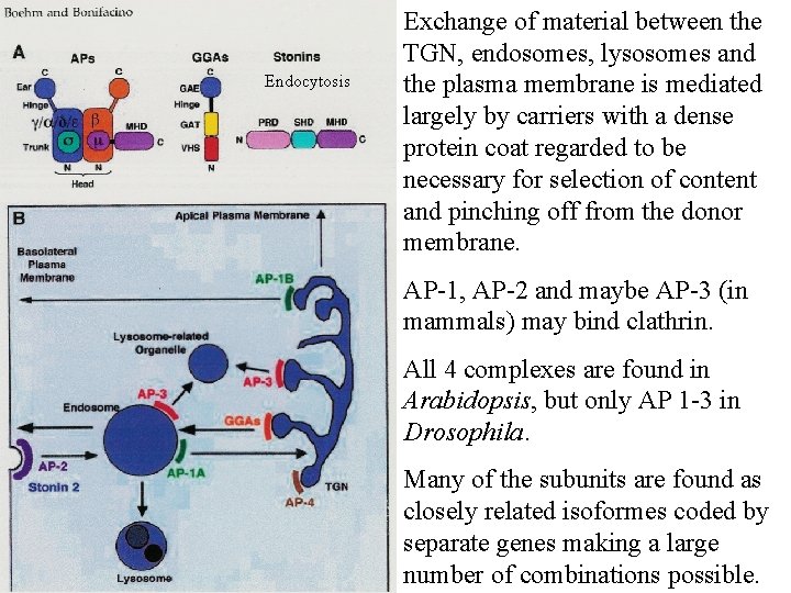 Endocytosis Exchange of material between the TGN, endosomes, lysosomes and the plasma membrane is