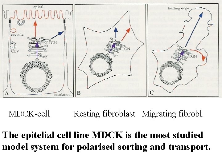 MDCK-cell Resting fibroblast Migrating fibrobl. The epitelial cell line MDCK is the most studied