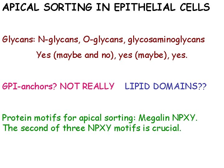 APICAL SORTING IN EPITHELIAL CELLS Glycans: N-glycans, O-glycans, glycosaminoglycans Yes (maybe and no), yes