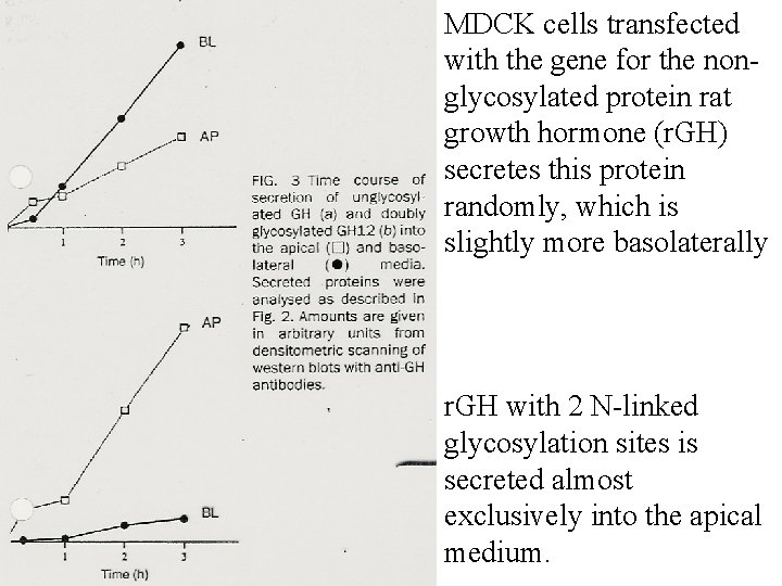 MDCK cells transfected with the gene for the nonglycosylated protein rat growth hormone (r.