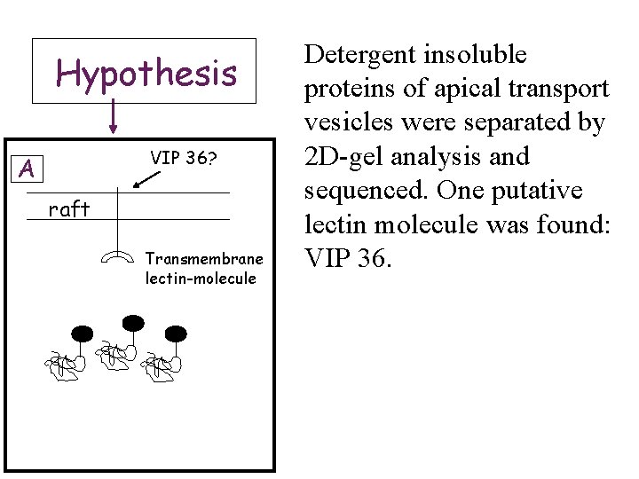 Hypothesis VIP 36? A raft Transmembrane lectin-molecule Detergent insoluble proteins of apical transport vesicles