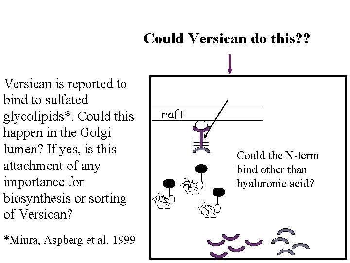Could Versican do this? ? Versican is reported to bind to sulfated glycolipids*. Could