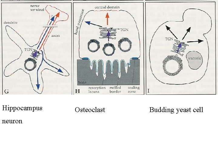 Hippocampus neuron Osteoclast Budding yeast cell 