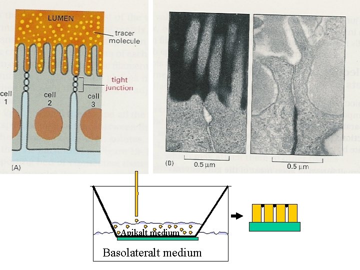 Apikalt medium Basolateralt medium 