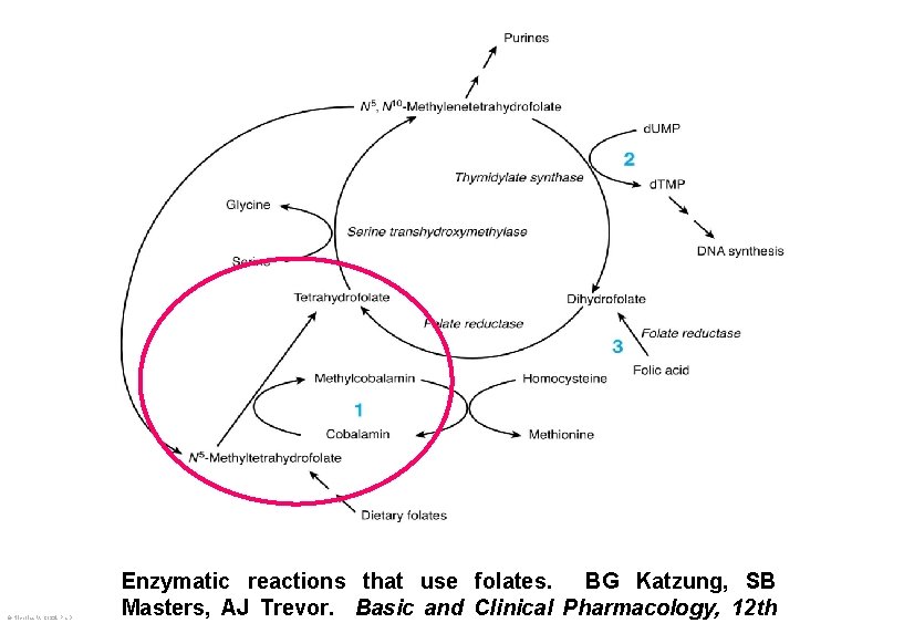 © Nicholas V. Cozzi, Ph. D Enzymatic reactions that use folates. BG Katzung, SB
