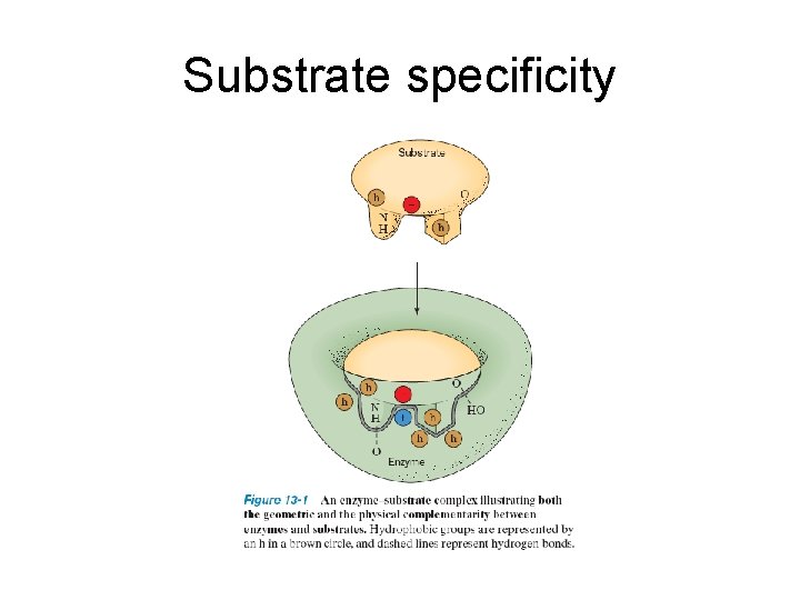 Substrate specificity 