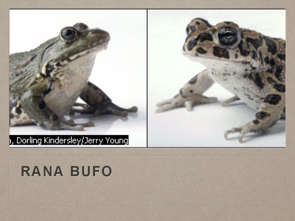RANA BUFO 