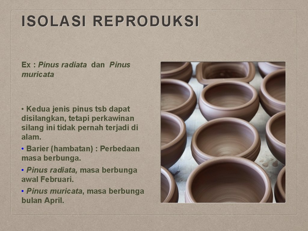 ISOLASI REPRODUKSI Ex : Pinus radiata dan Pinus muricata • Kedua jenis pinus tsb