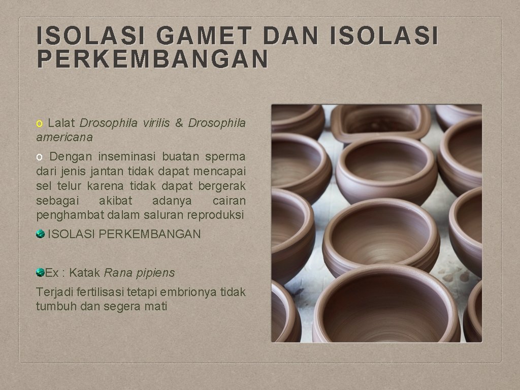 ISOLASI GAMET DAN ISOLASI PERKEMBANGAN o Lalat Drosophila virilis & Drosophila americana o Dengan