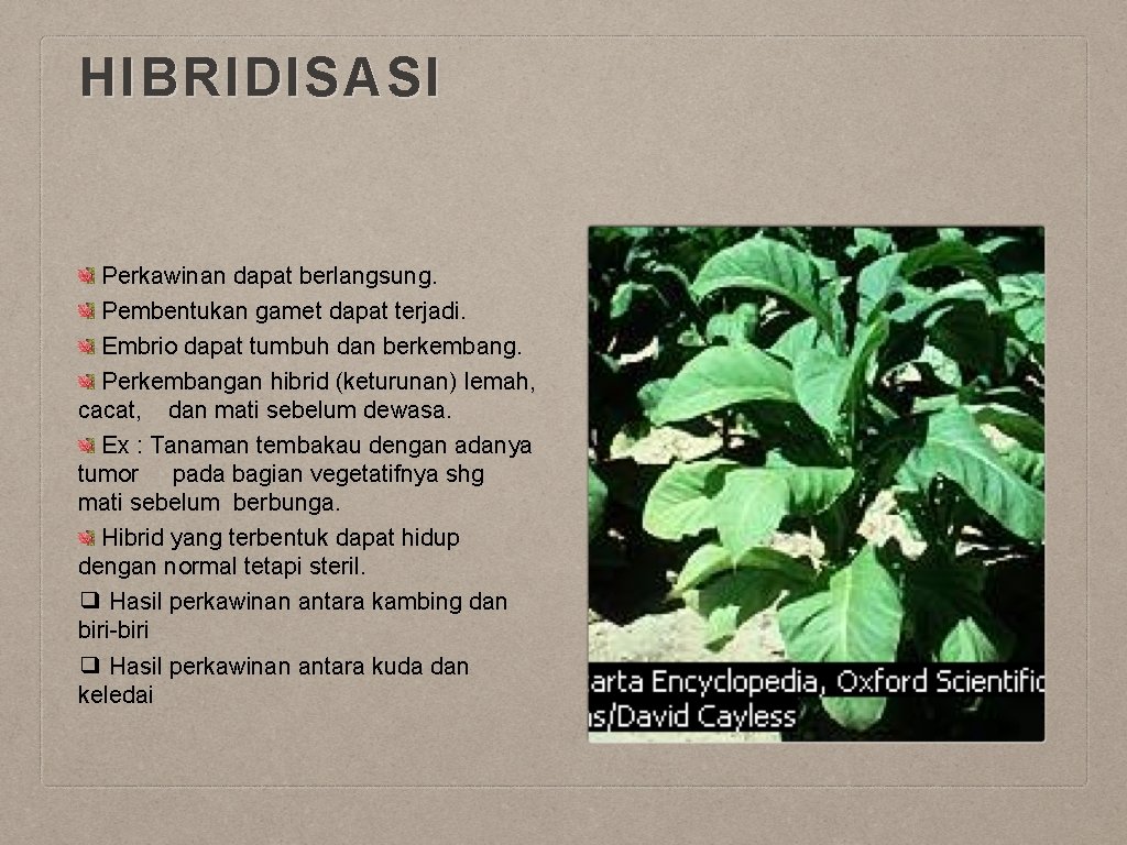 HIBRIDISASI Perkawinan dapat berlangsung. Pembentukan gamet dapat terjadi. Embrio dapat tumbuh dan berkembang. Perkembangan