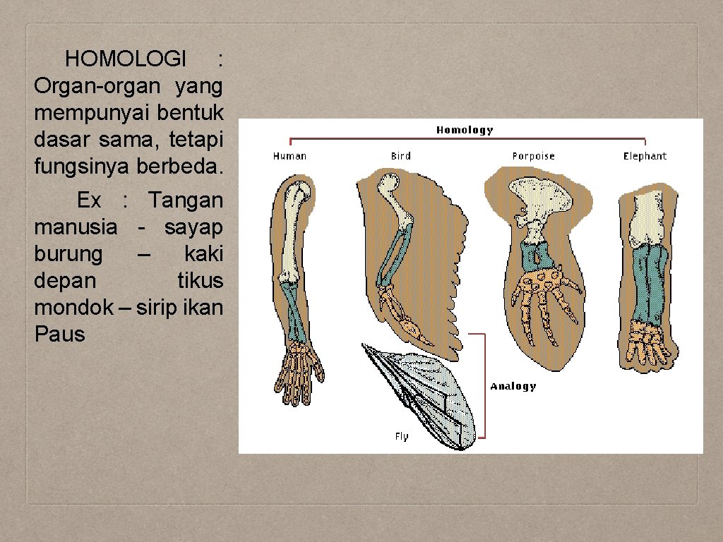 HOMOLOGI : Organ-organ yang mempunyai bentuk dasar sama, tetapi fungsinya berbeda. Ex : Tangan