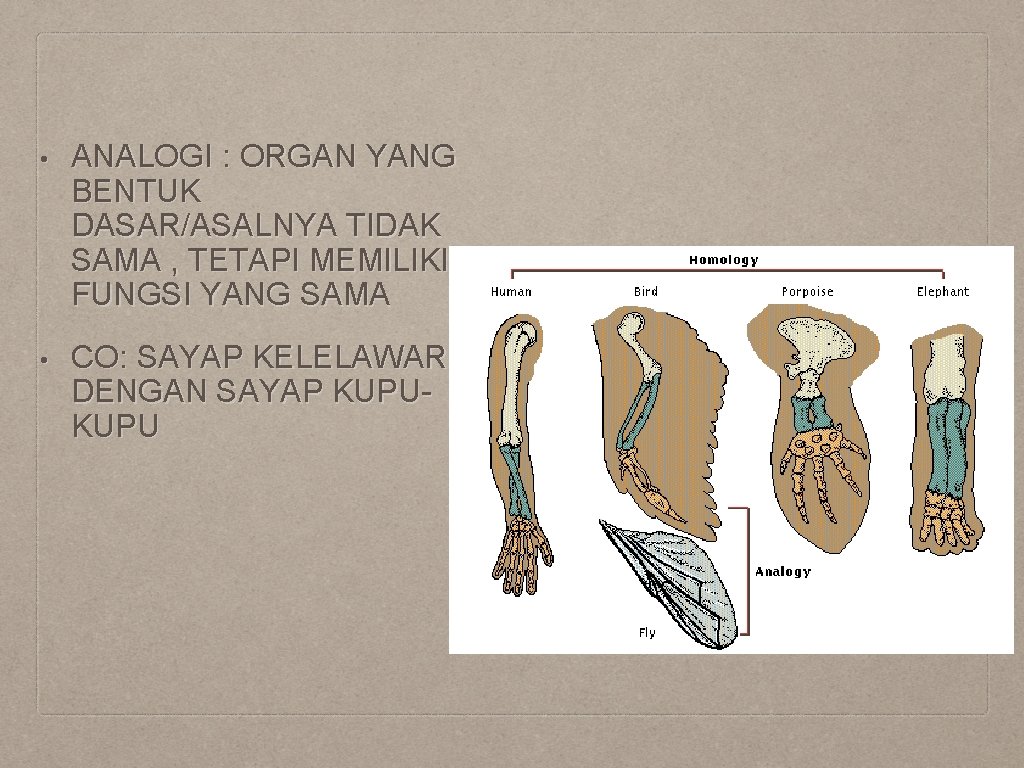  • ANALOGI : ORGAN YANG BENTUK DASAR/ASALNYA TIDAK SAMA , TETAPI MEMILIKI FUNGSI