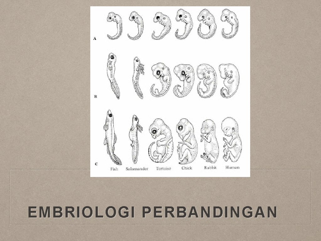 EMBRIOLOGI PERBANDINGAN 