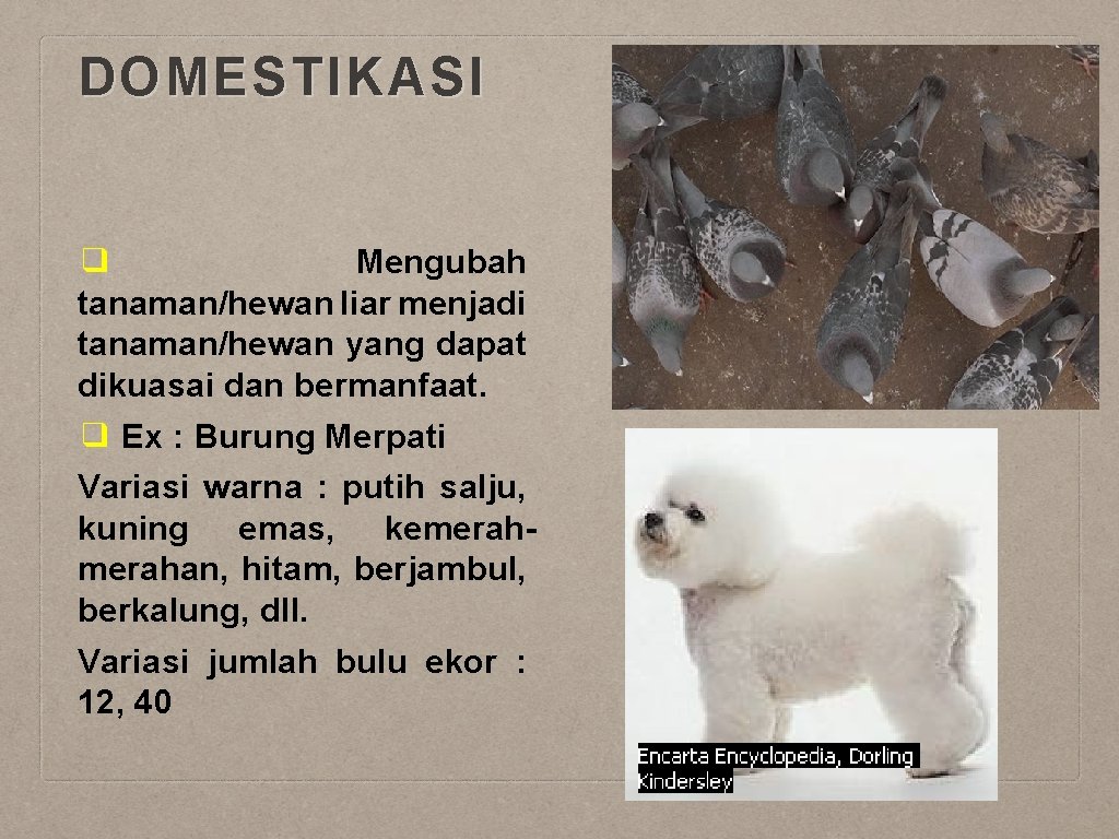 DOMESTIKASI ❑ Mengubah tanaman/hewan liar menjadi tanaman/hewan yang dapat dikuasai dan bermanfaat. ❑ Ex