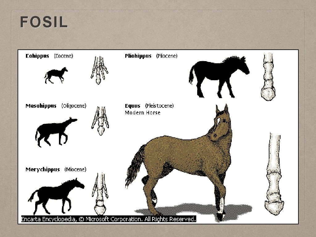 FOSIL 