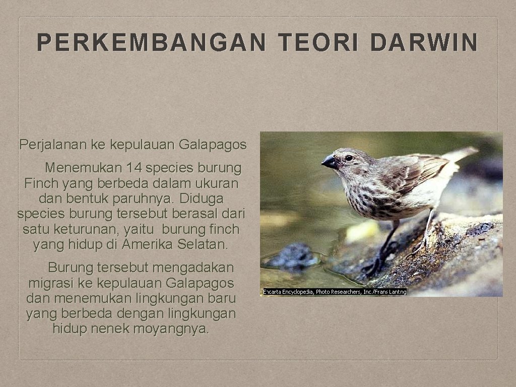 PERKEMBANGAN TEORI DARWIN Perjalanan ke kepulauan Galapagos Menemukan 14 species burung Finch yang berbeda