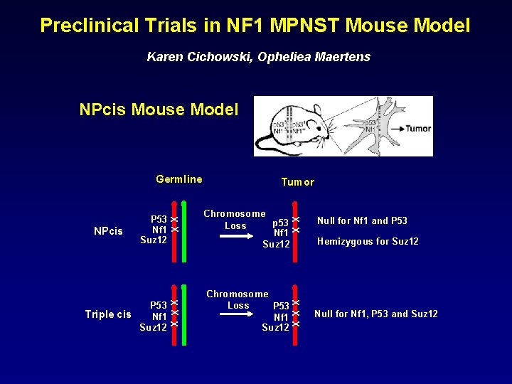 Preclinical Trials in NF 1 MPNST Mouse Model Karen Cichowski, Opheliea Maertens NPcis Mouse