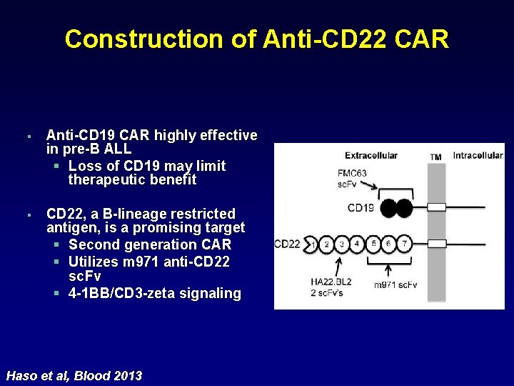 Construction of Anti-CD 22 CAR § Anti-CD 19 CAR highly effective in pre-B ALL