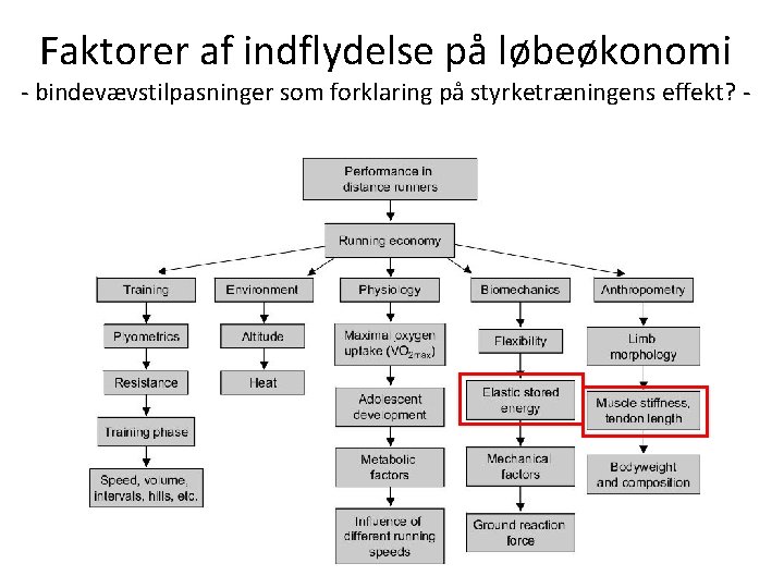 Faktorer af indflydelse på løbeøkonomi - bindevævstilpasninger som forklaring på styrketræningens effekt? - 