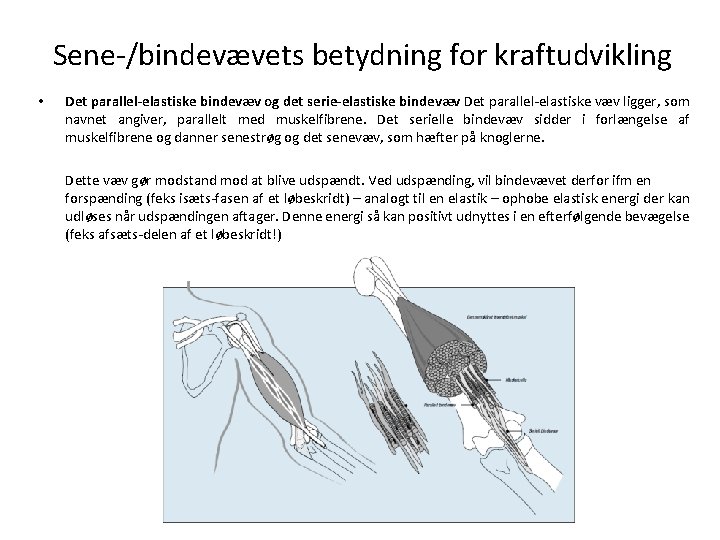 Sene-/bindevævets betydning for kraftudvikling • Det parallel-elastiske bindevæv og det serie-elastiske bindevæv Det parallel-elastiske Sene-/bindevævets betydning for kraftudvikling • Det parallel-elastiske bindevæv og det serie-elastiske bindevæv Det parallel-elastiske