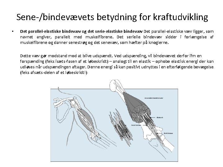 Sene-/bindevævets betydning for kraftudvikling • Det parallel-elastiske bindevæv og det serie-elastiske bindevæv Det parallel-elastiske